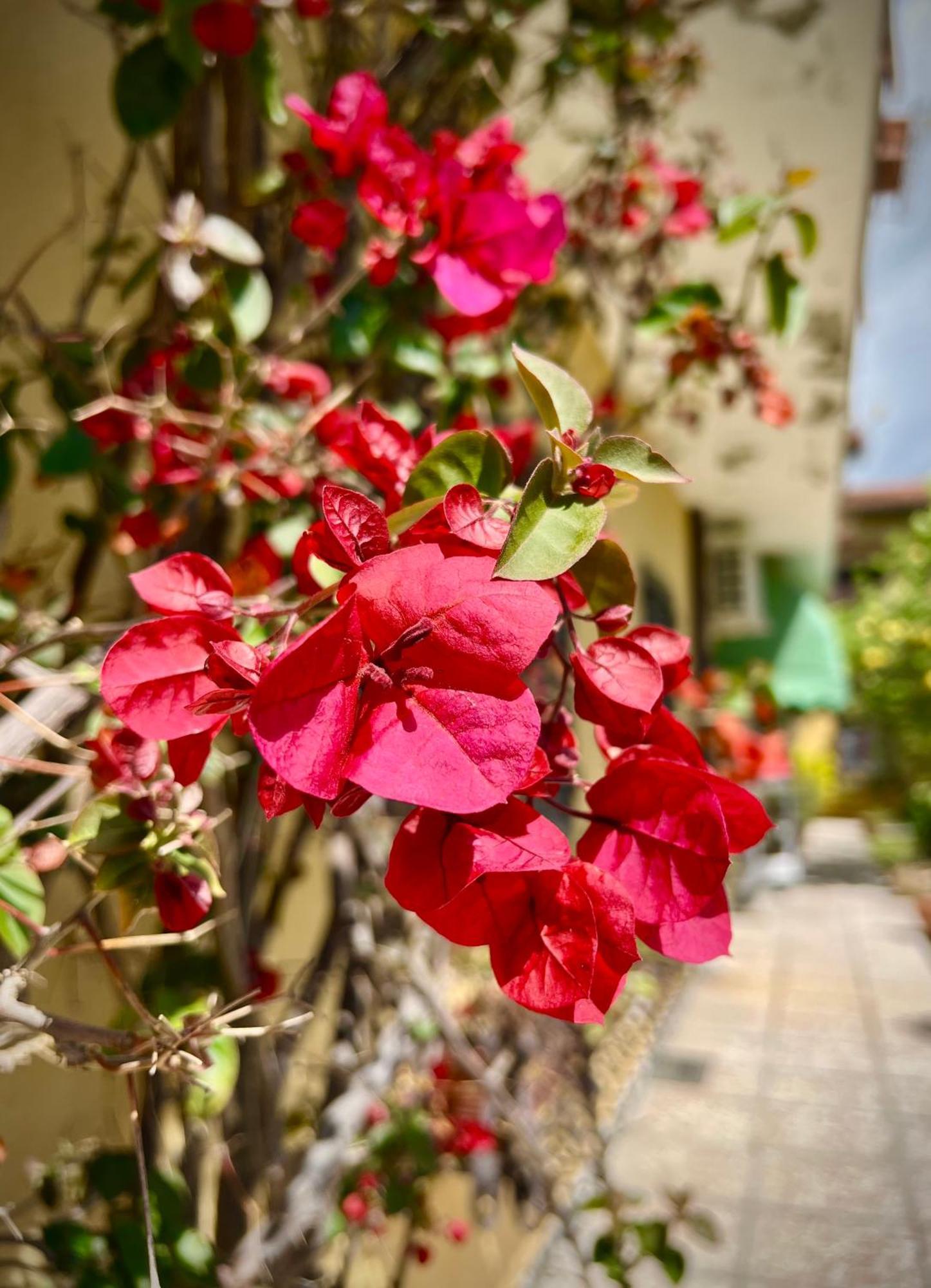 Bed&Breakfast Villa Lorena Φόρτε ντε Μάρμι Εξωτερικό φωτογραφία